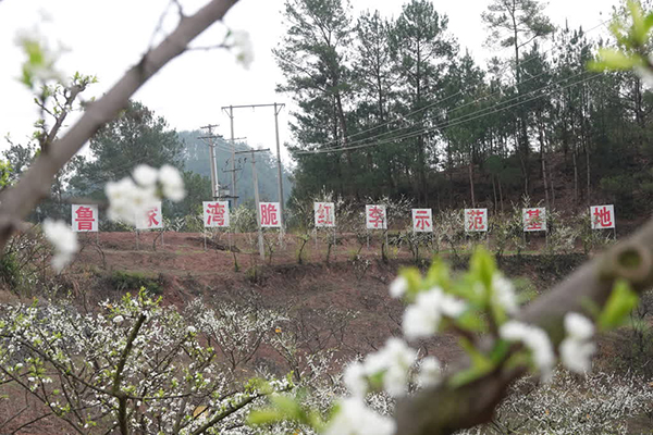 泸州古蔺：又是一年春来到 李花树下话增收_fororder_鲁家湾脆红李种植基地