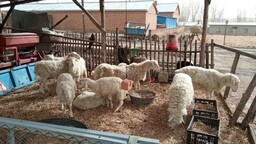 残疾人家庭生计改善种羊捐赠项目落户黑龙江