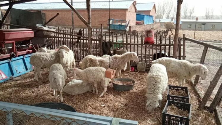 殘疾人家庭生計改善種羊捐贈項目落戶黑龍江