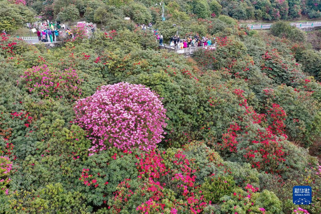 貴州畢節：觀百里杜鵑花海