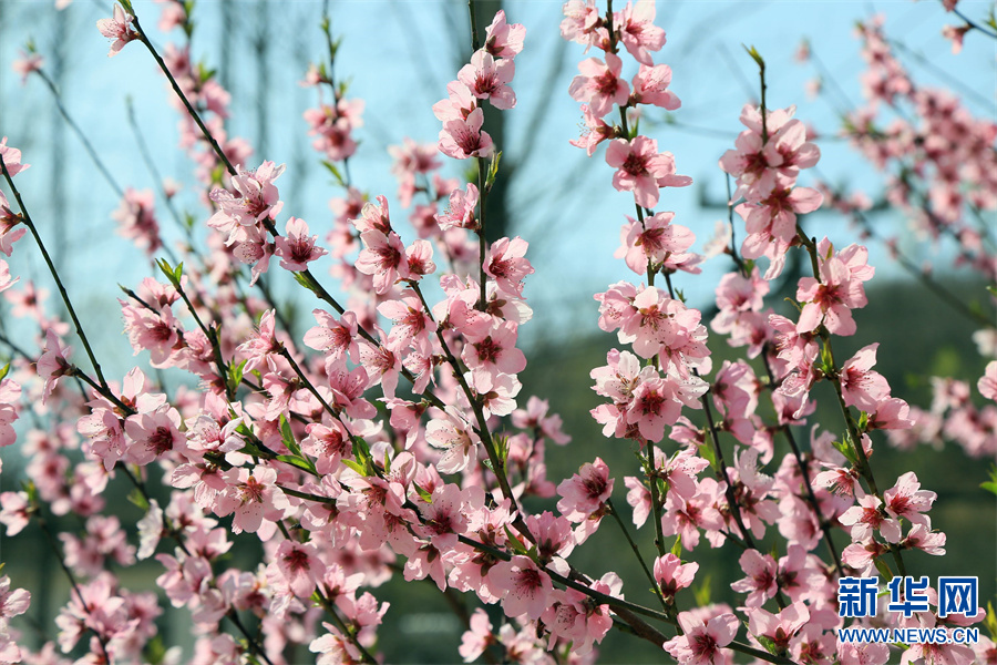 洛陽汝陽：三月桃花引客來