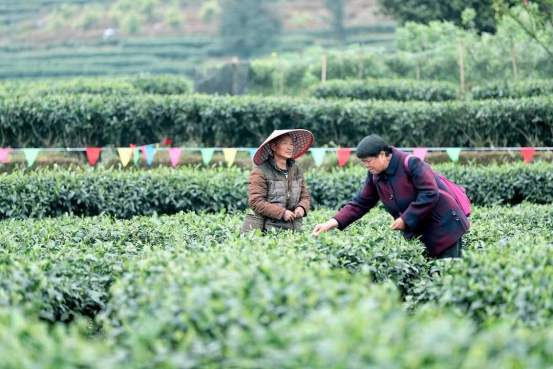 2023年中國·沐川紫茶節開幕 葉子裏的農旅新生態_fororder_未標題-2