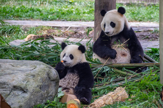 What is the living state of elderly giant pandas?_fororder_老年大熊猫生活状态