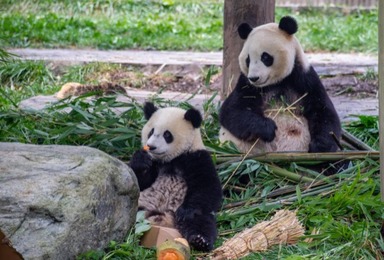What is the living state of elderly giant pandas?
