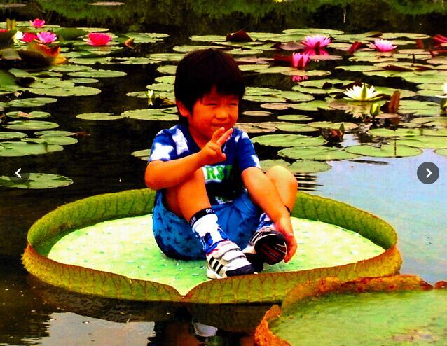 日本公园池中王莲竟可乘坐一小孩 原来“暗藏玄机”