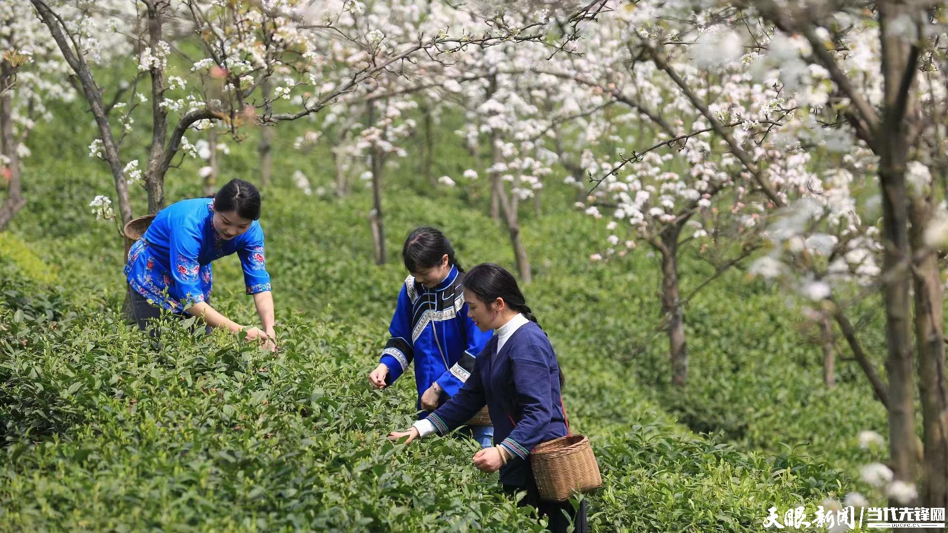 春天的茶讯 | 贵州茶香绽放英国校园：携“四季茶山”漂洋过海