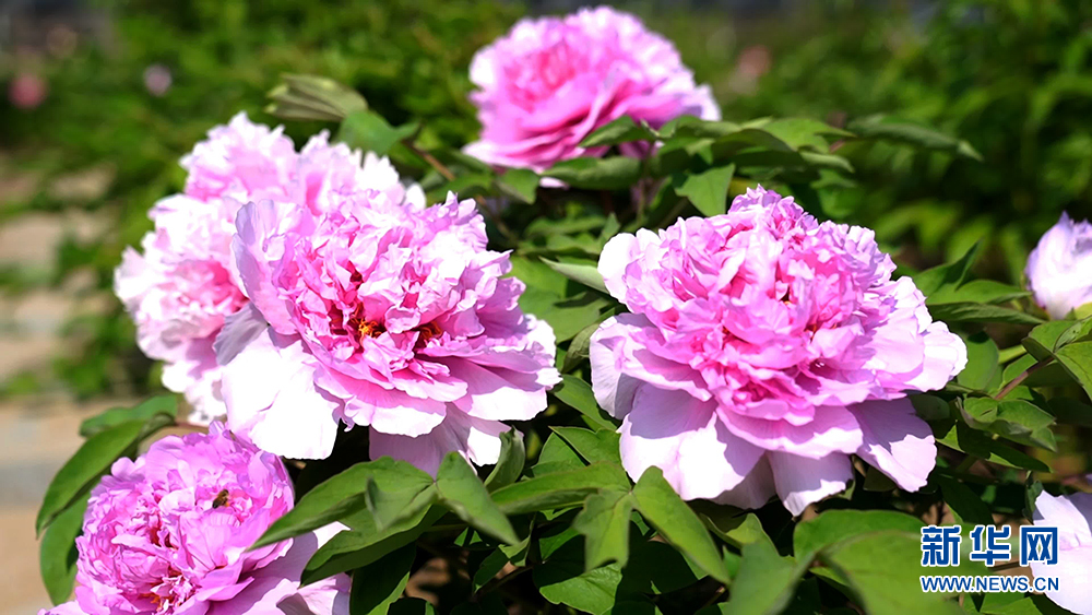 图片默认标题_fororder_1129547297_16820679071451n