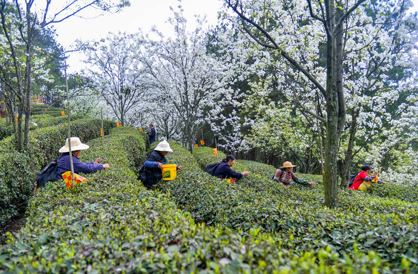 【城市远洋】重庆：春回暖 茶飘香 茶农采茶忙_fororder_LOCAL16801323343586E34VDIKYT