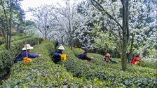 【城市远洋】重庆：春回暖 茶飘香 茶农采茶忙