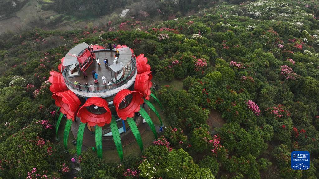 贵州毕节：观百里杜鹃花海