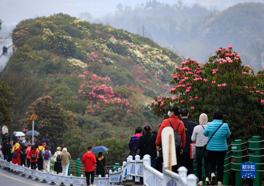 貴州畢節：觀百里杜鵑花海