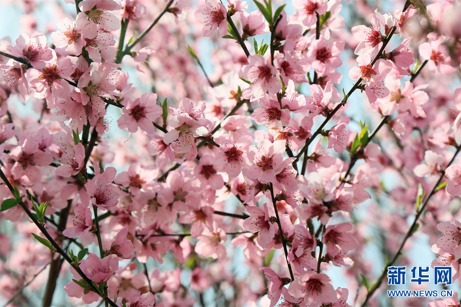 洛陽汝陽：三月桃花引客來