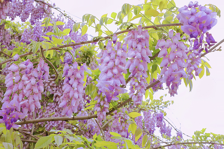 美丽紫藤花 供图 自贡市贡井区委宣传部美丽紫藤花 供图 自贡市贡井区