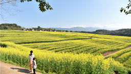 重慶石柱：用民族發展資金在撂荒地上走上致富路