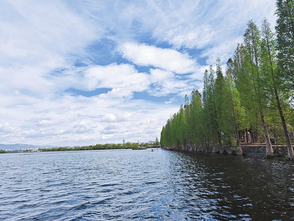 昆明滇池大泊口海菜花重现_fororder_50d3