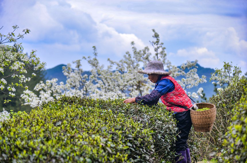 【城市远洋】重庆：春回暖 茶飘香 茶农采茶忙_fororder_LOCAL168013233447528S1Z6XK0V