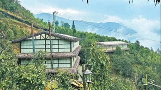 临沧临翔：古茶树园遇见特色民宿
