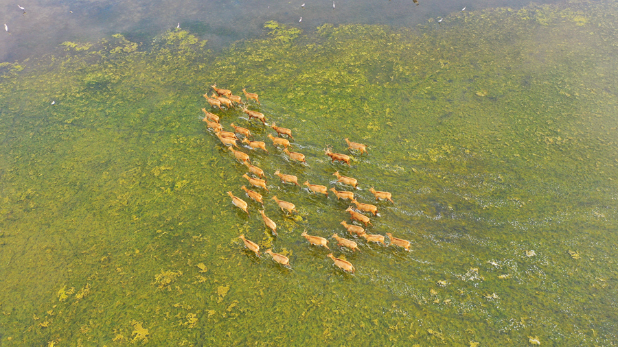 江苏盐城：东方湿地 绿意动人