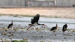 河北井陘：生態濕地鳥兒歡