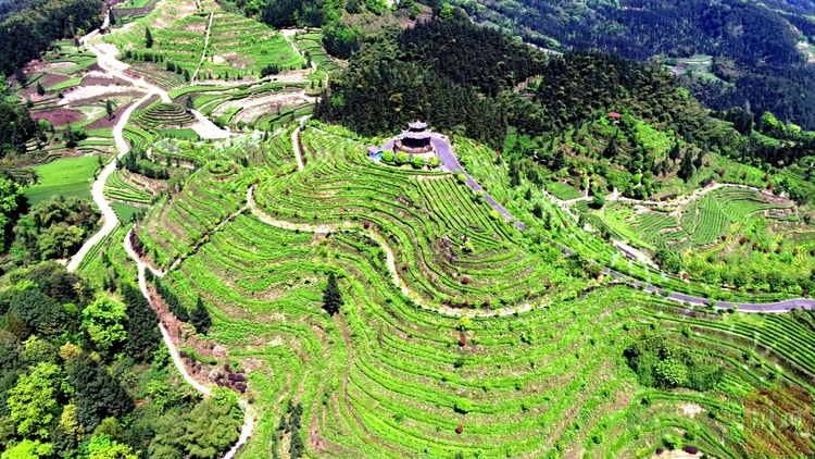 （转载）#你好·春天#宜宾高县：春风染绿 茶山叠翠美如画