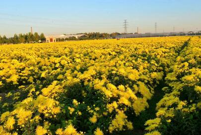 菊花小镇谱新篇_fororder_微信图片_20230331133849