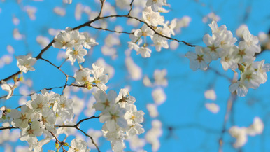 【原創】山東濟南：濟南的“春天”究竟有多美？
