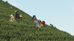 貴州平塘：助力茶産業穩步發展 吸引“來客”赴茶山
