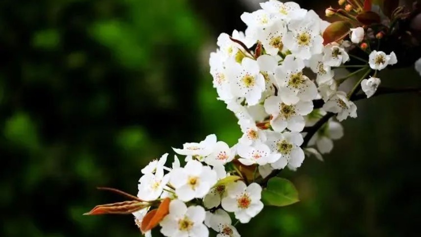 邀您共赴威縣梨園賞花踏青