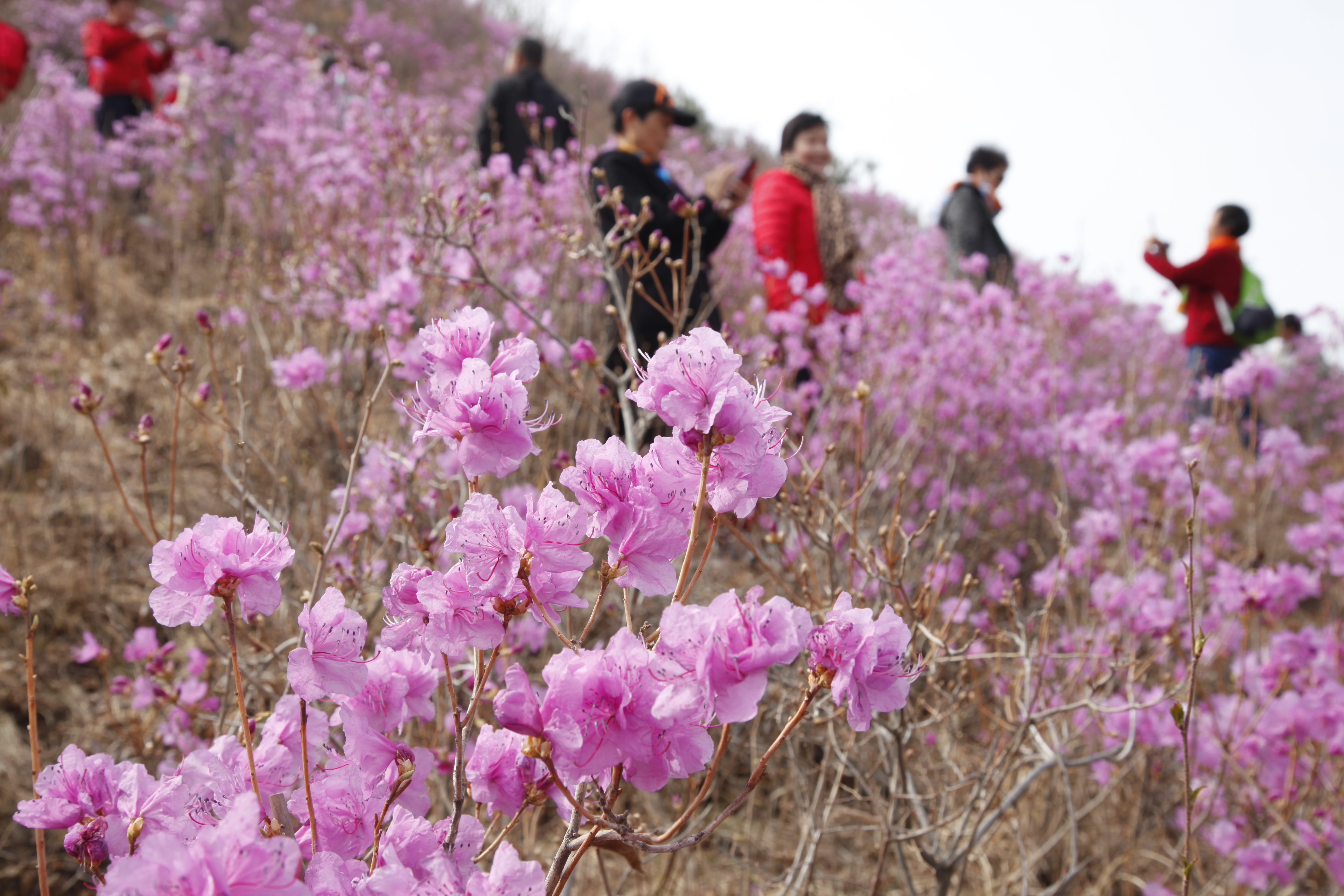 映山红主题山花节活动在河北丰宁举行_fororder_图1 在丰宁映山红景区游客在细细观赏 张志强摄.JPG