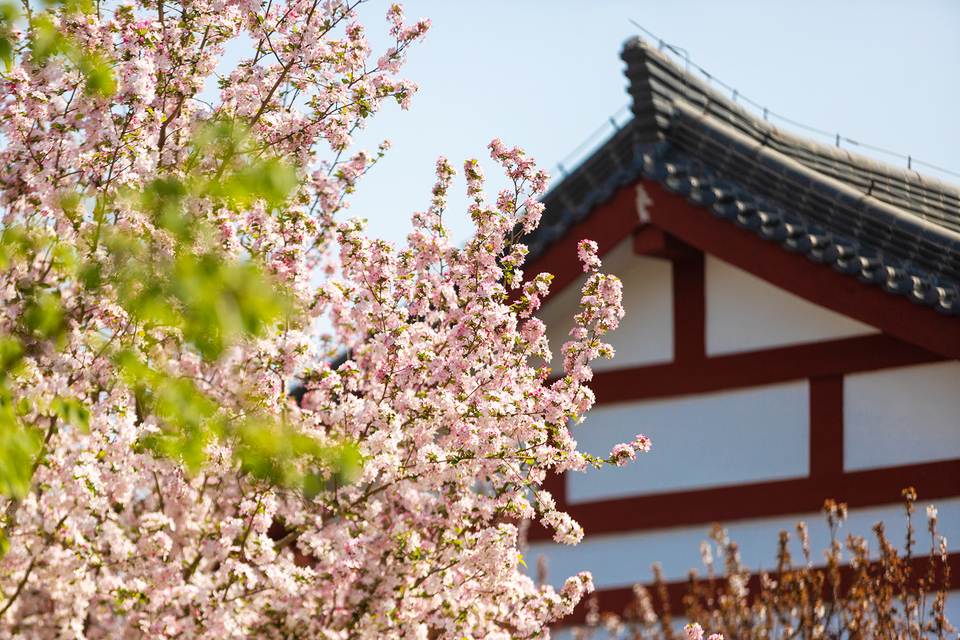 山東好景｜唐冶公園：美輪美奐的花世界