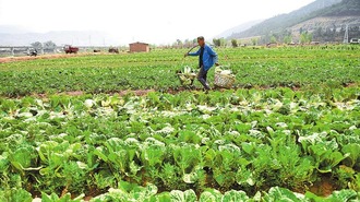大理州巍山县1.39万亩蔬菜丰收