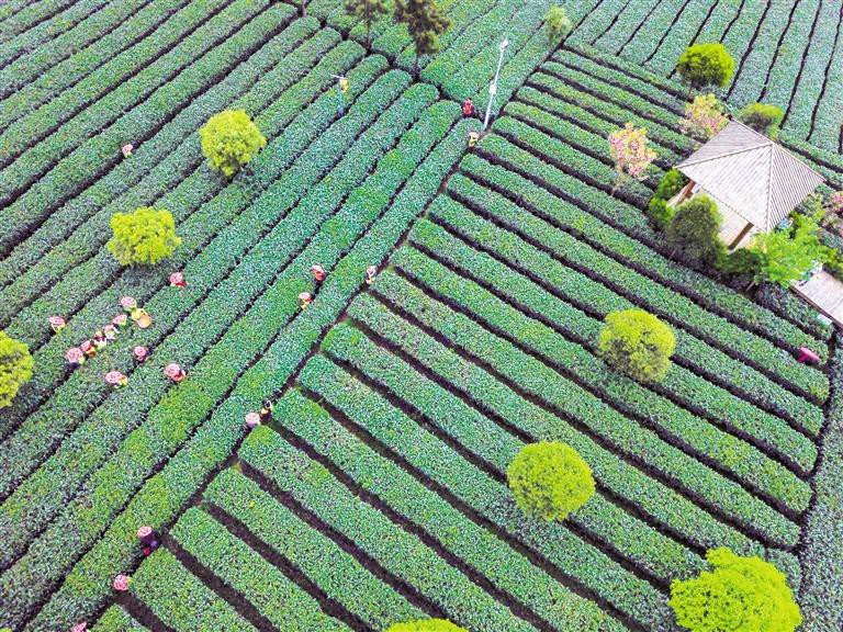 茶园如画生态美_fororder_d16638cf-6e6d-48fe-b865-6f55d547bb3d