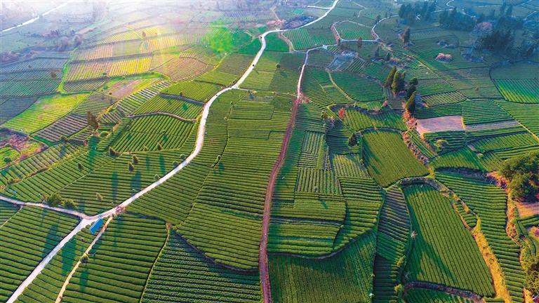 茶园如画生态美_fororder_21c5fa85-53c1-4359-8a60-493864e0fa44