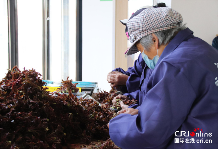 (原創)石家莊鹿泉第三屆谷家峪香椿節開幕_fororder_IMG_3930