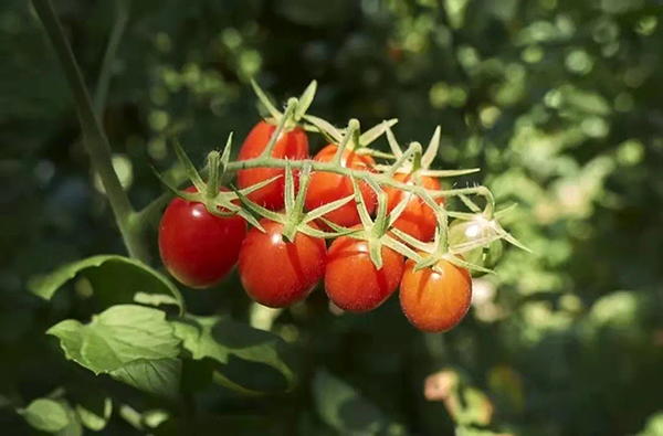 （张）自贡贡井区：追寻家门口的“诗和远方”_fororder_6四月阳光农场大棚里的小番茄挂满枝头