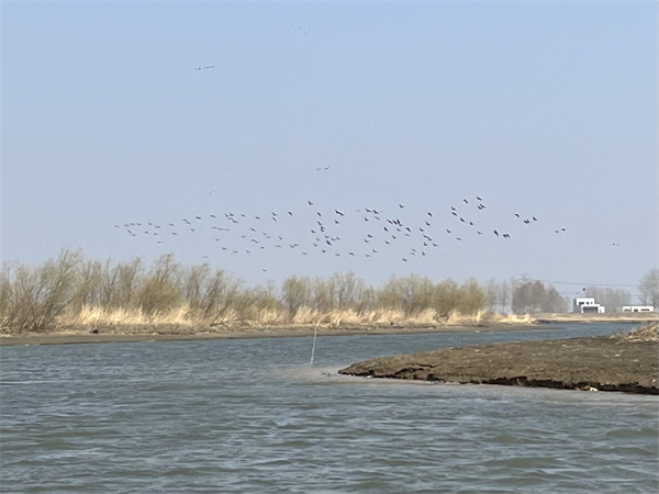 2023年新民市首届溪溪湖观鸟节启幕 赴一场飞鸟与湿地之约_fororder_溪溪湖湿地的飞鸟 摄影 张琪