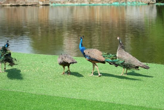 除了岳麓山和橘子洲 “五一”来长沙还有这些景点值得一去_fororder_d