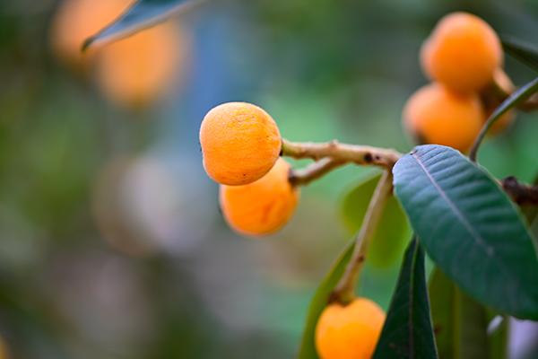 （张）自贡贡井：建设镇已枇杷飘香 五一假期何必远方_fororder_5丰收的枇杷待采摘（摄影-廖志全）