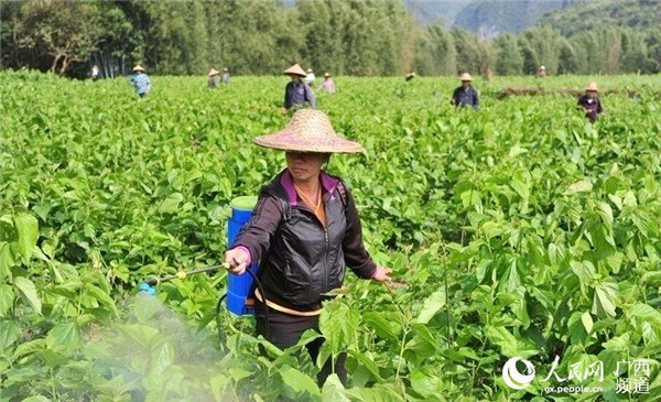 图片默认标题_fororder_宜州蚕农在护理桑园_副本