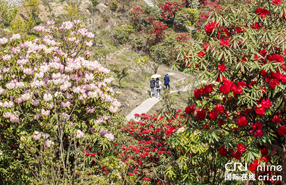 貴州鍾山十里杜鵑景區杜鵑花盛開 邀遊客共赴“花約”_fororder_微信圖片_20230403150142