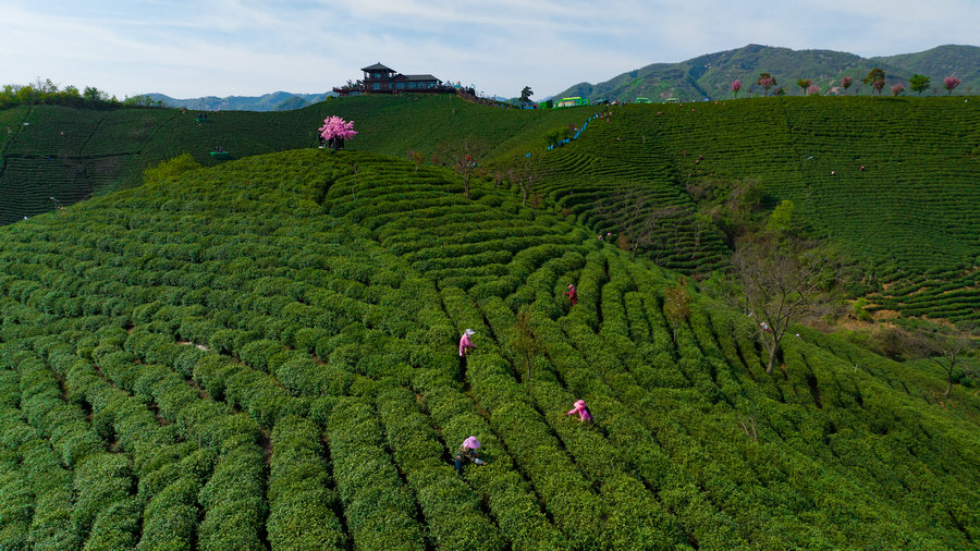2023年信陽毛尖茶正式全面開採_fororder_信陽市浉河區是“信陽毛尖”綠茶的原産地和核心區，也是新派紅茶“信陽紅”發源地和主産區。