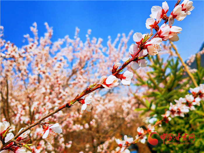 【輪播圖】平涼華亭：桃花山上桃花開