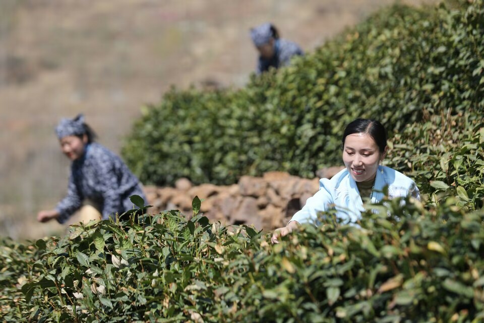 临沂：沂蒙春茶开采啦！