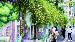 南京：木香花“美出圈”