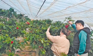 “一村一品”見成效 農旅花開果滿棚 通河縣清河村發展特色種植踏上增收致富路