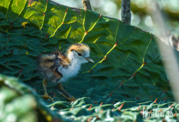 【中首圖】白洋淀：華北明珠 鳥類天堂