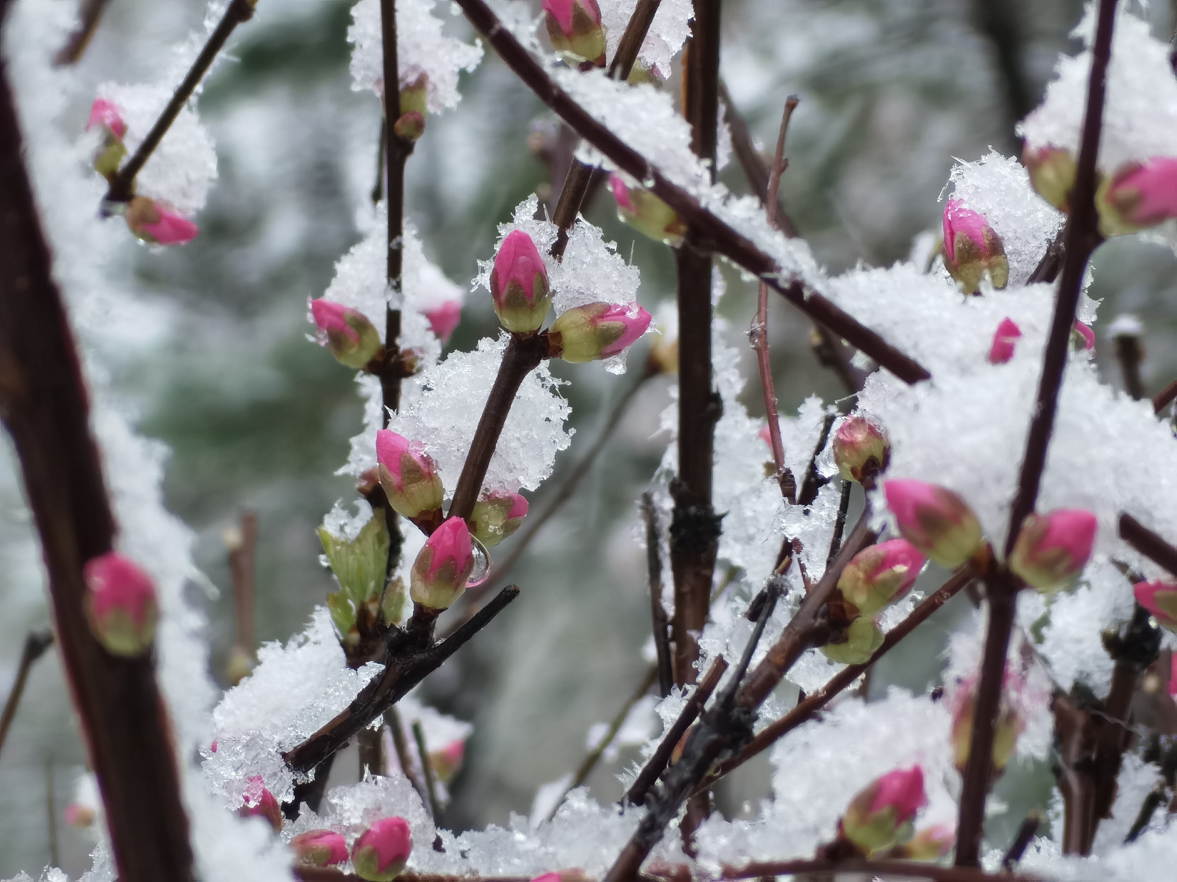 陕西靖边：十里桃花雪 飞入百姓家_fororder_靖边组图。 (10)