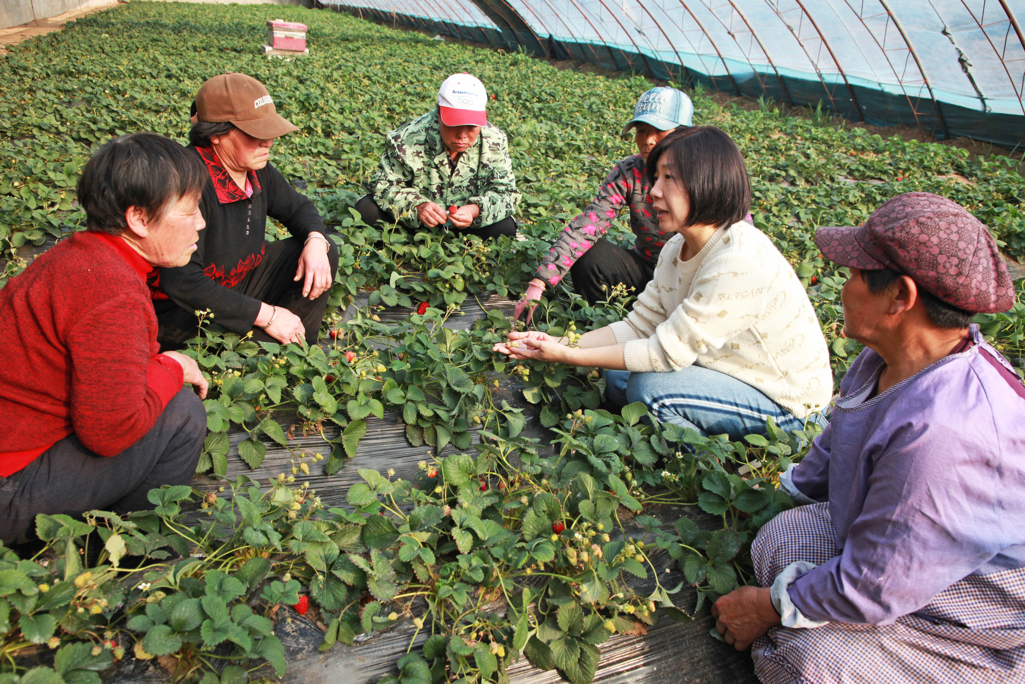 图片默认标题_fororder_宋金秀为村民讲解大棚草莓控温增产技术。熊华明摄