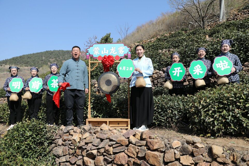 临沂：沂蒙春茶开采啦！