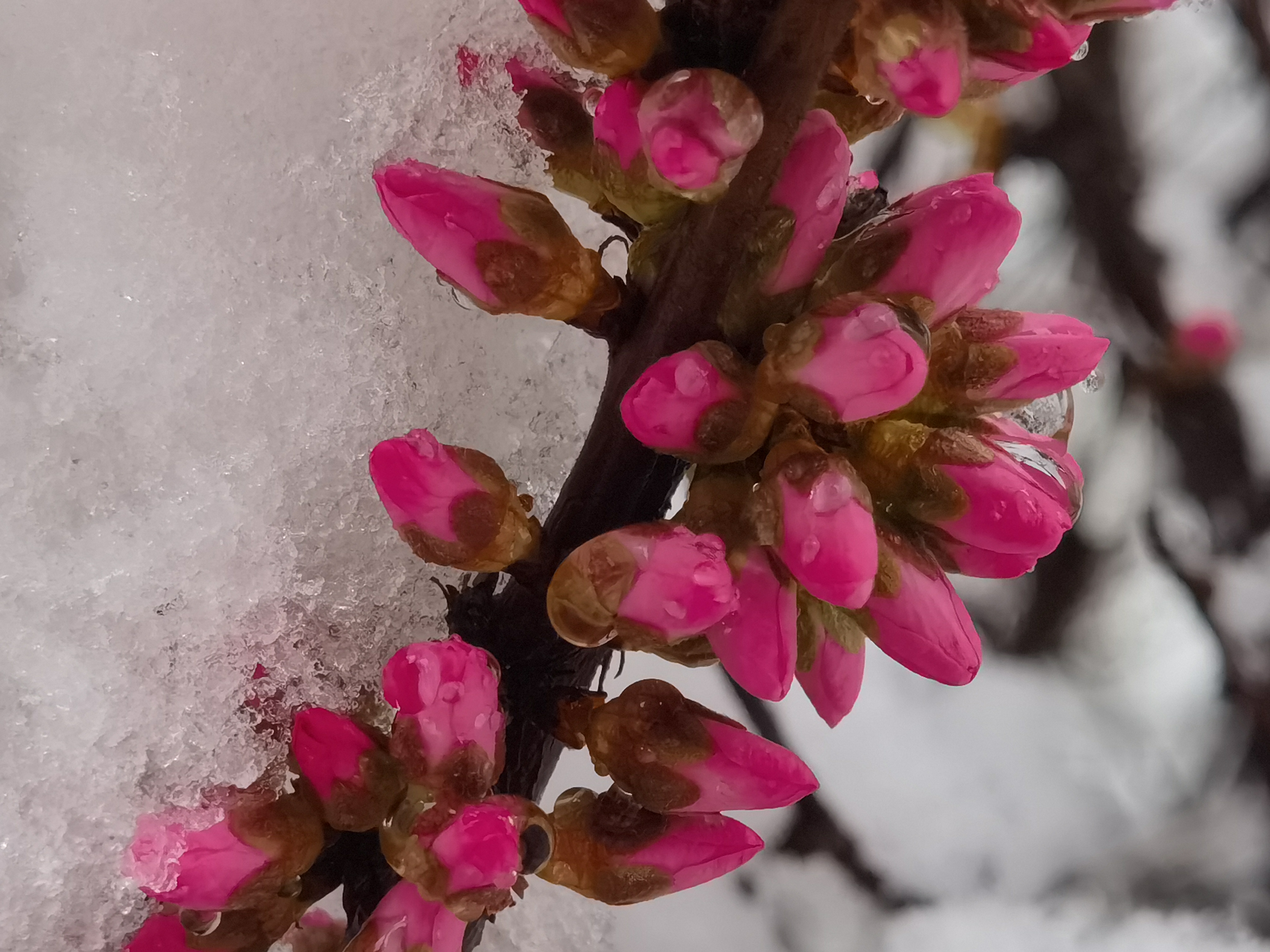 陕西靖边：十里桃花雪 飞入百姓家_fororder_靖边组图。 (4)